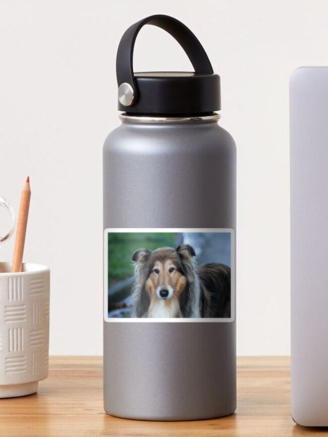 shaded sable rough collie