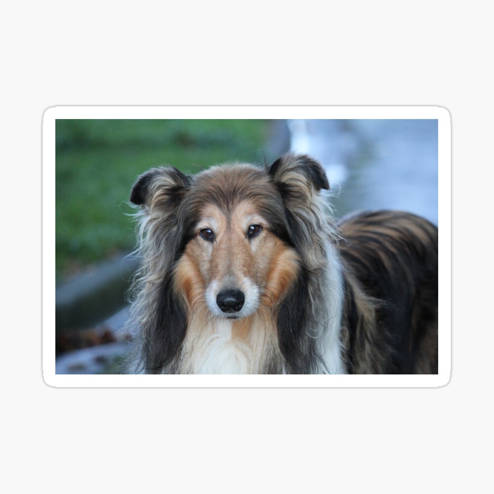 rough sable collie