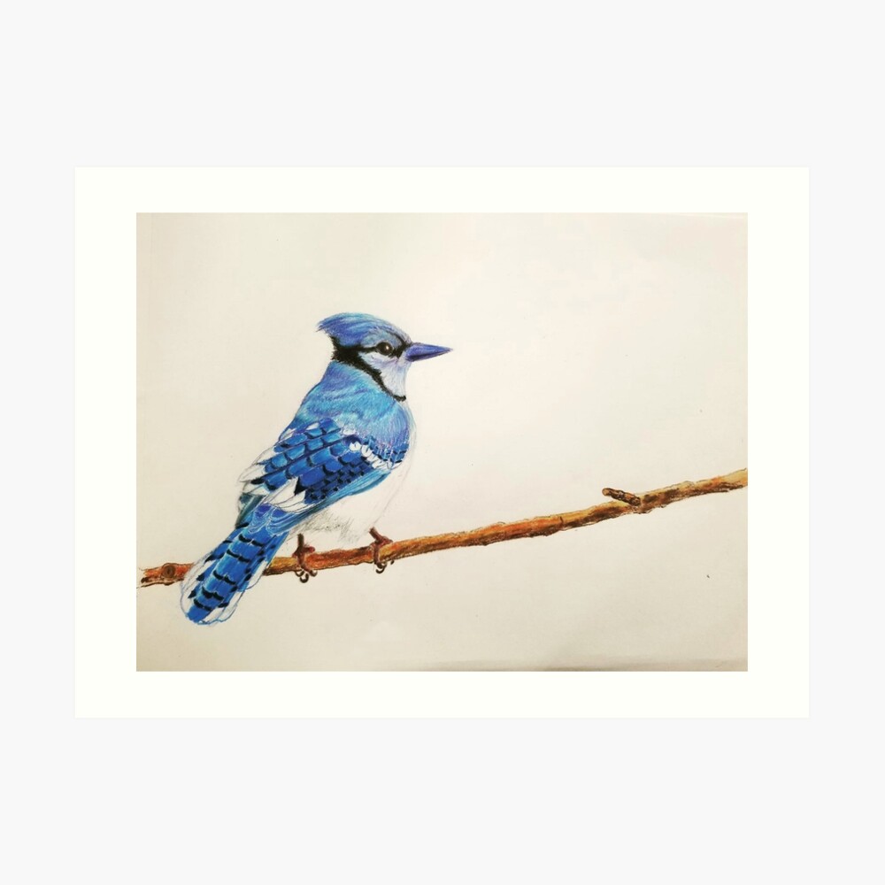 Blue Jay Wing Bird Feathers Broken Colored Pencil Art Print 