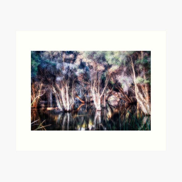 Paper Bark Trees Art Print