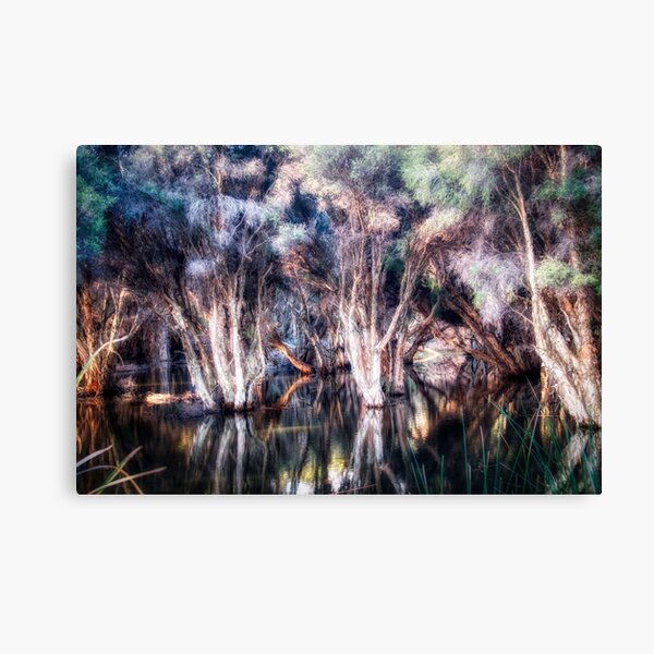 Paper Bark Trees Canvas Print