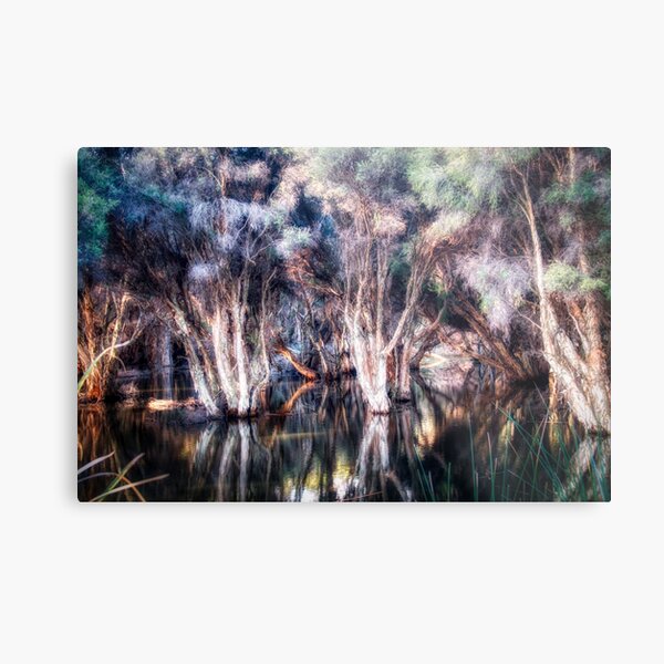 Paper Bark Trees Metal Print