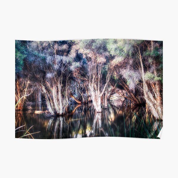 Paper Bark Trees Poster