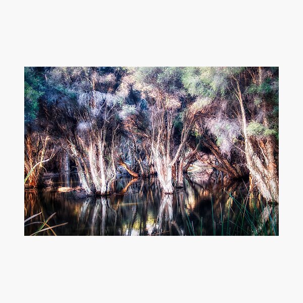 Paper Bark Trees Photographic Print