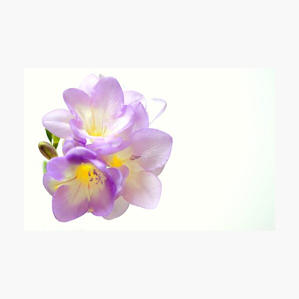 Pale cluster Photographic Print
