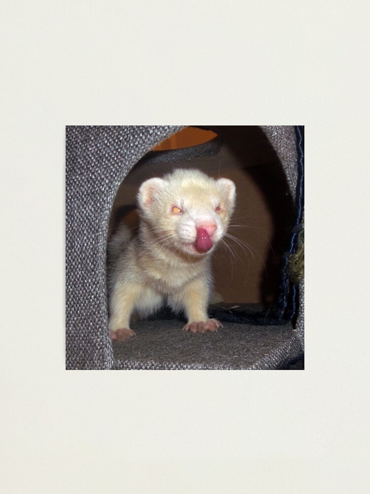 Impression Photo Furet Albinos Par Fennic Redbubble