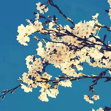 Artwork thumbnail, Rustic Blue Flora by Ravish