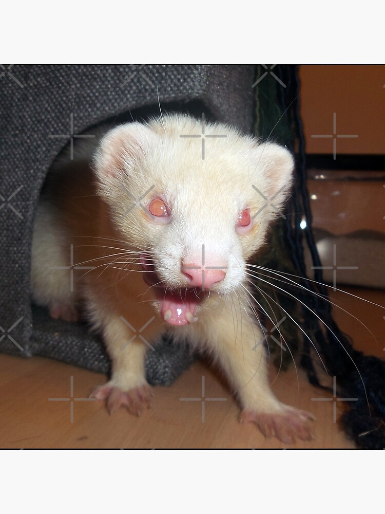 "Albino Ferret, Macro" Throw Pillow by Fennic Redbubble
