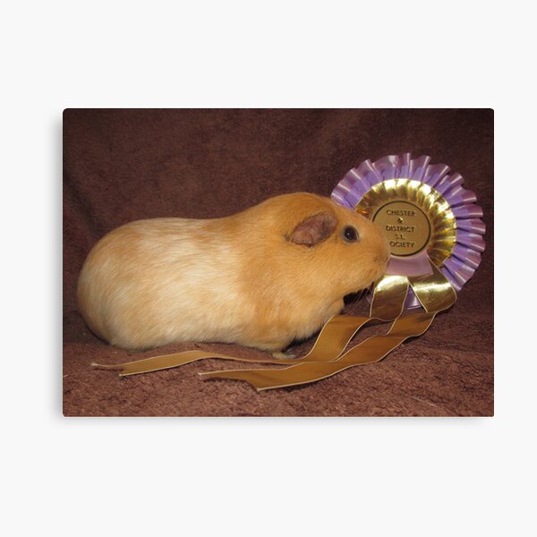 Honey - Best Pet Guinea Pig Canvas Print