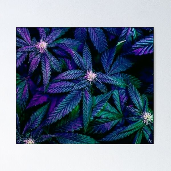 Venice Kush Embroidered Tie Dye Sweatshirt/weed/dispensary/stoner