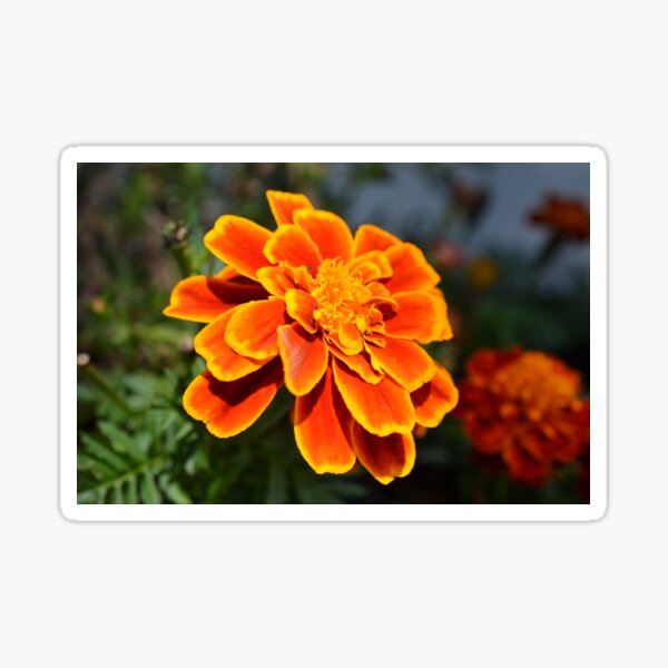 Item preview, Orange-Yellow Flower designed and sold by jstxrm.