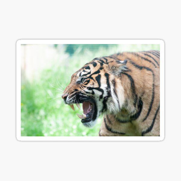 Snarling Tiger Sticker