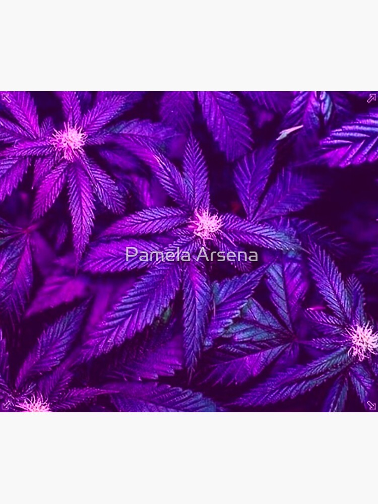 Psychedelic Purple Cannabis Marijuana Decor by xpressio