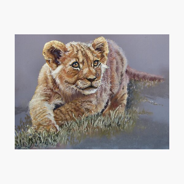 Young Lion Photographic Print