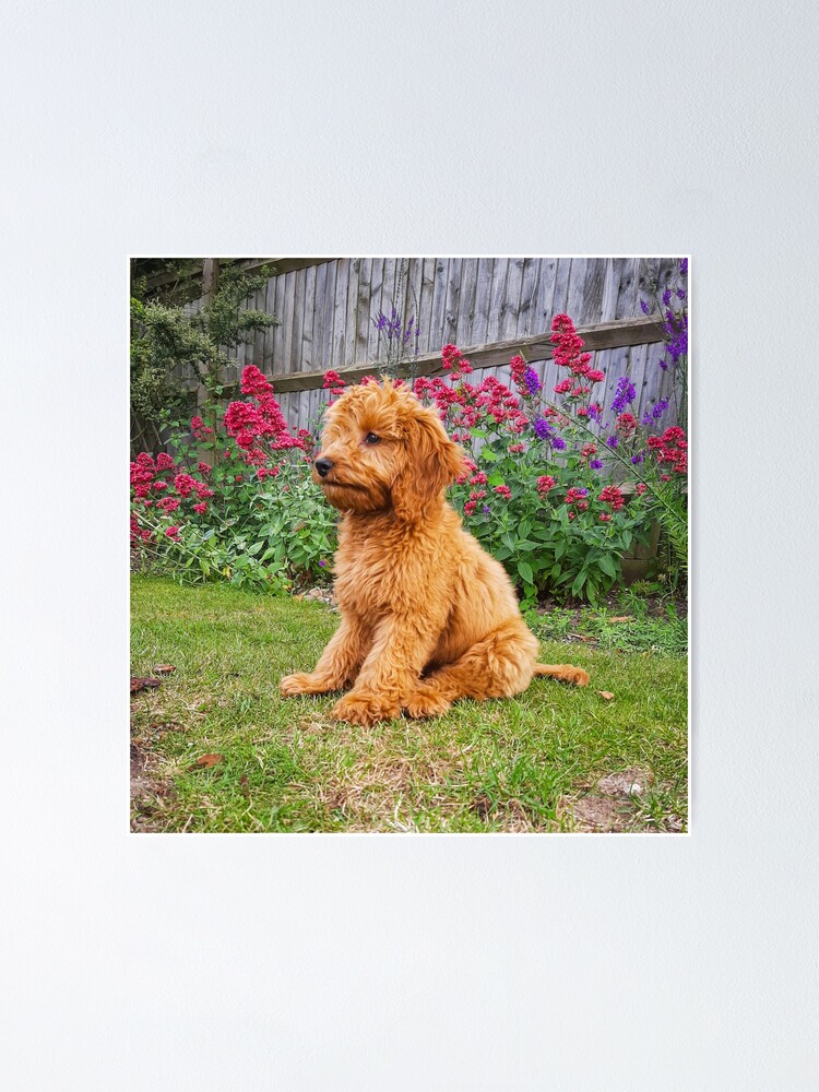 Roter Cockapoo Welpe Poster Von Worldofcolour Redbubble