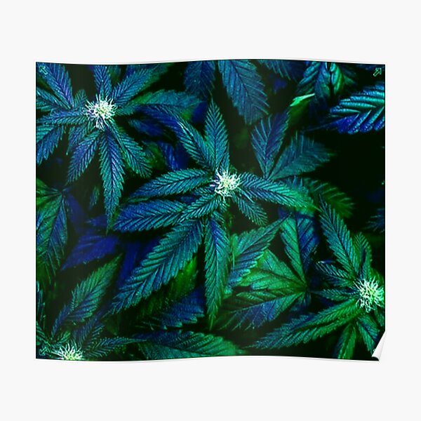 Psychedelic Ganja Weed Cannabis 420 Print Poster