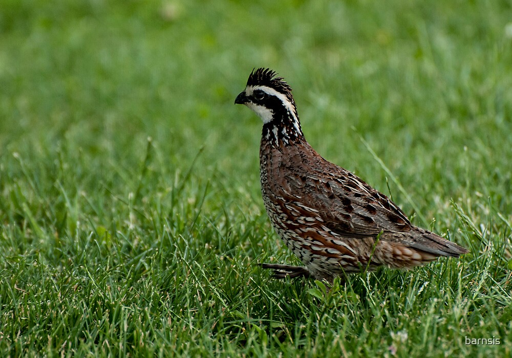 "Quail ~ Bob White" by barnsis | Redbubble