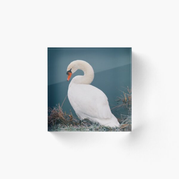Item preview, Swan designed and sold by naturaleva.