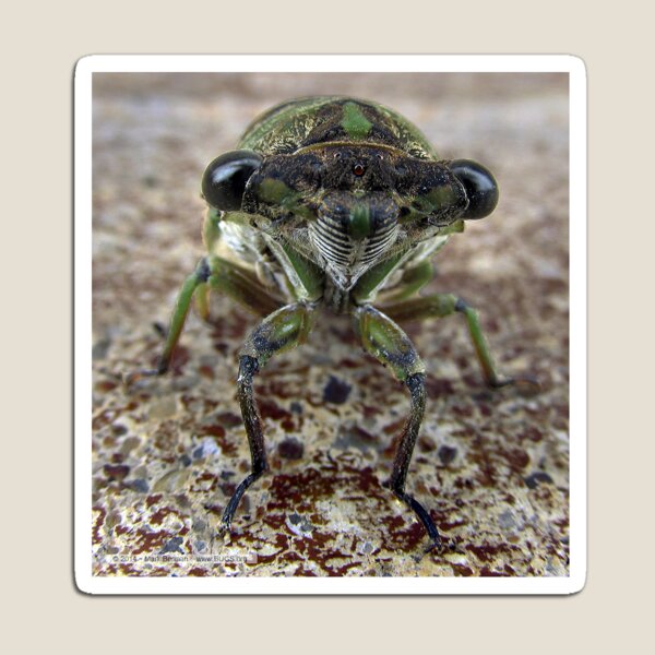 Cicada face Magnet
