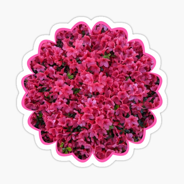 Pink Azalea Sticker