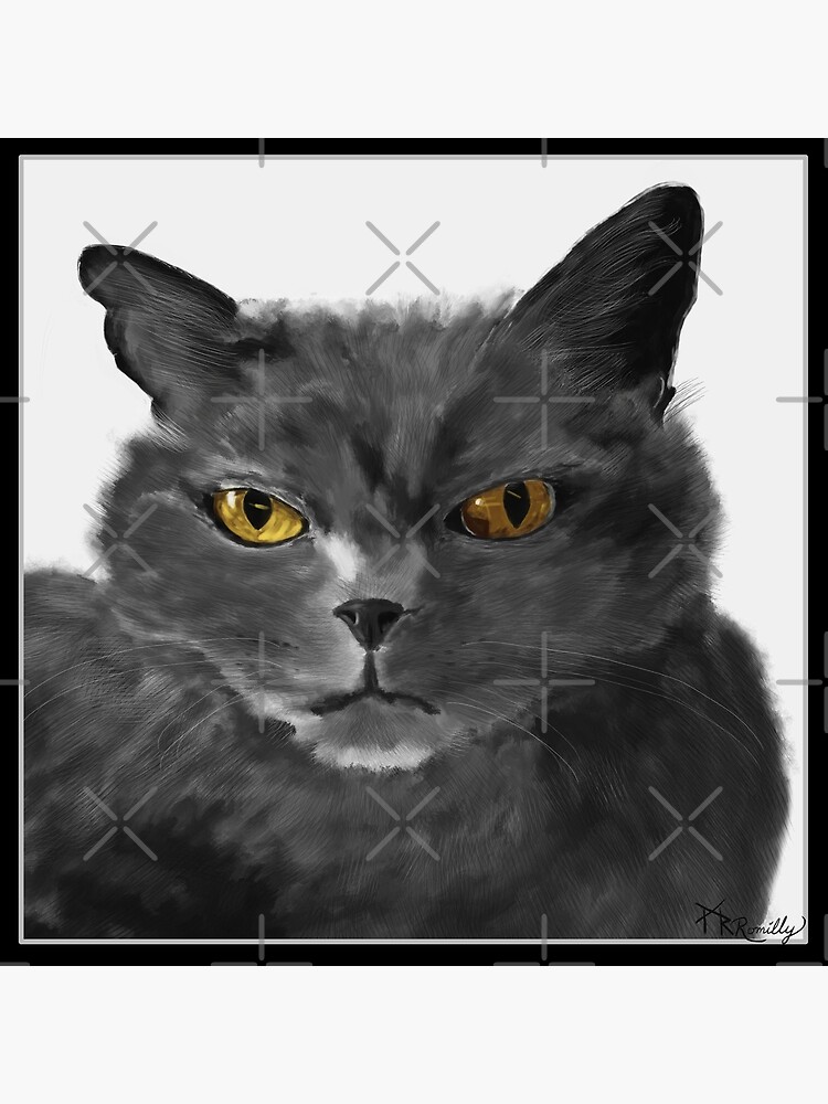 Gray cat with gold 2024 eyes