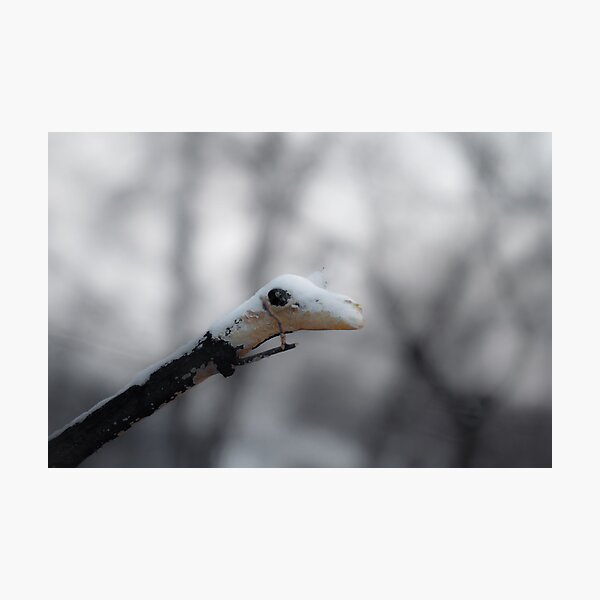 Year of the Snake Photographic Print