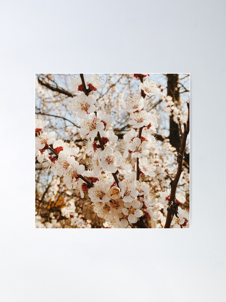 Póster «flor de cerezo de árbol de sakura japonés blanco» de Aya-shams |  Redbubble