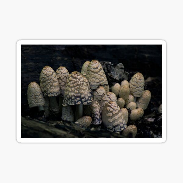 Item preview, Mushroom Forest designed and sold by c-zphotos.