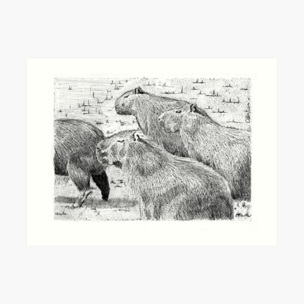 A capybara group (Hydrochoerus hydrochaeris) Art Print
