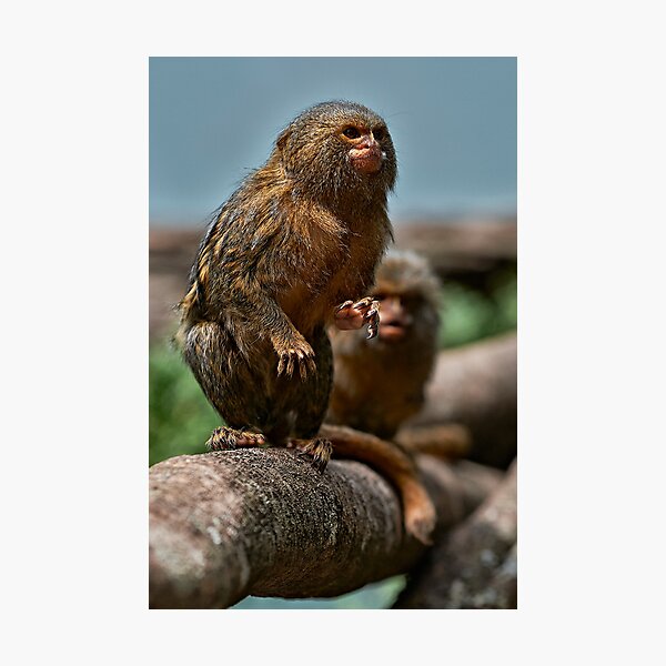 Pygmy Marmoset Photographic Print