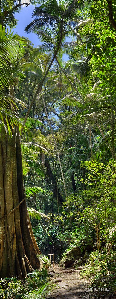 "Rainforest, Vertical" by ericrmc | Redbubble