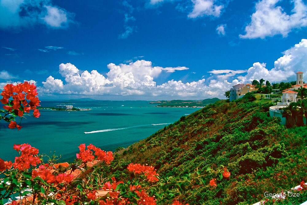 Роза карибские острова фото и описание