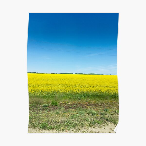 rapeseed field Poster