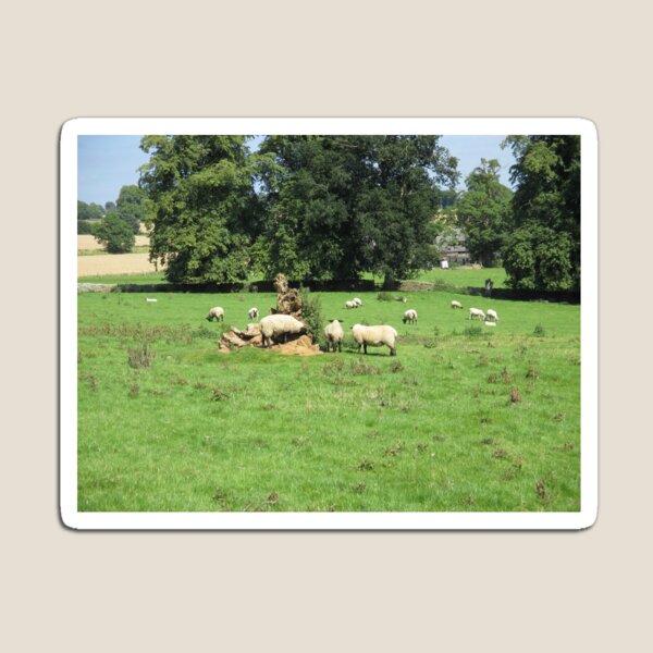 Merch #88 -- Sheep - Shot 4 (Hadrian's Wall) Magnet