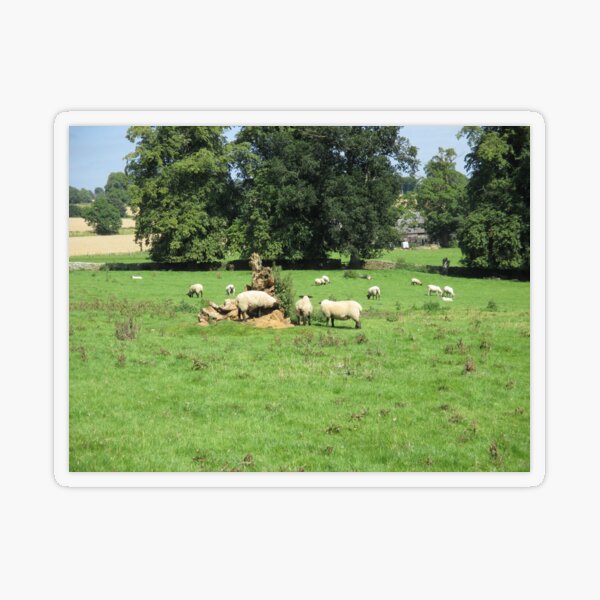 Merch #88 -- Sheep - Shot 4 (Hadrian's Wall) Transparent Sticker