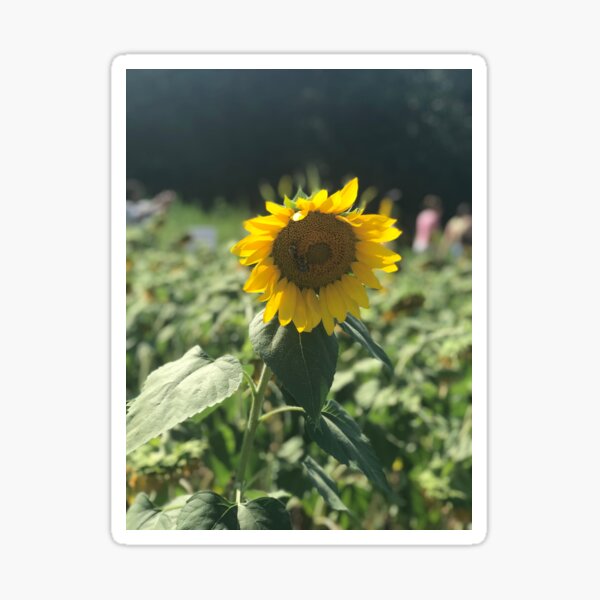 Sunflower Sticker
