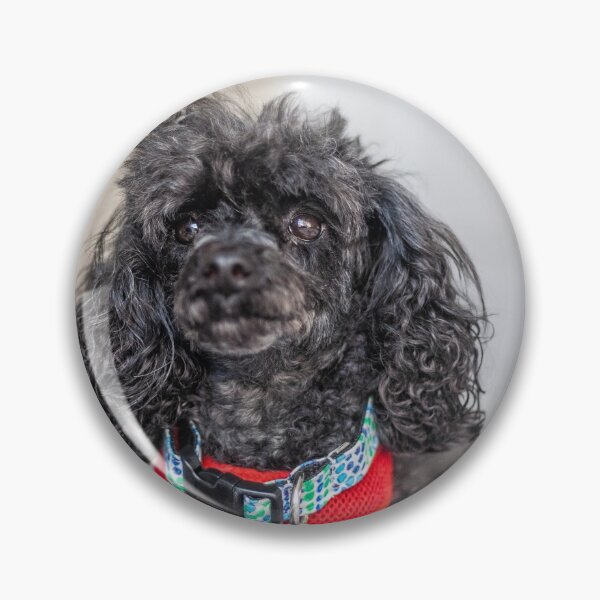 Item preview, Lap Dog designed and sold by KensLensDesigns.