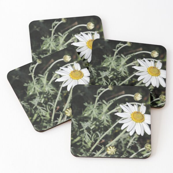 Item preview, Shasta daisy designed and sold by pinkal.