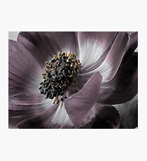 Magenta Anemone Photographic Print