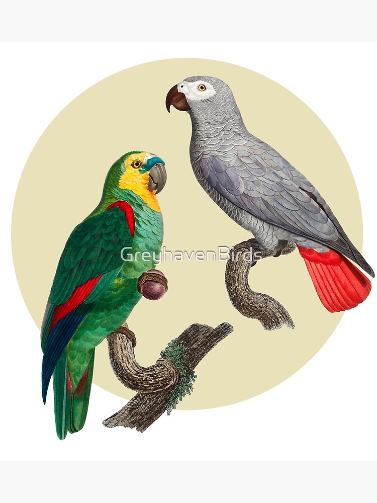 "African grey parrot and Bluefronted amazon" Poster by GreyhavenBirds