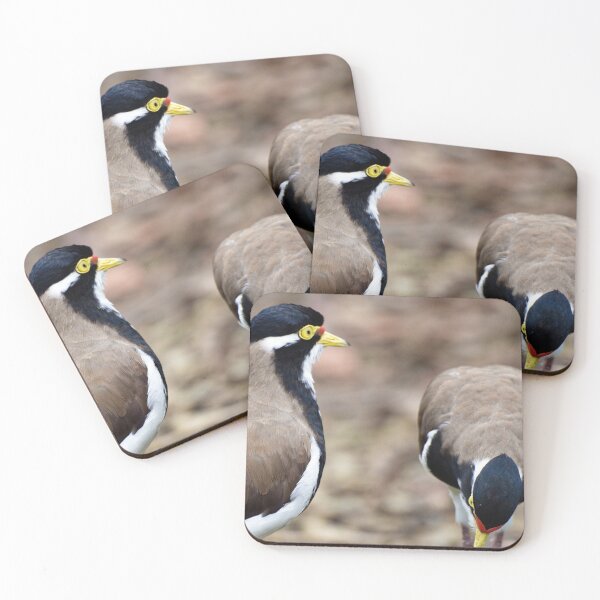 Item preview, Banded Lapwing designed and sold by Steve Sass.