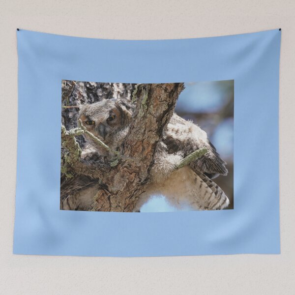 Item preview, Baby Great Horned Owl in a Tree designed and sold by MomentofPercep.