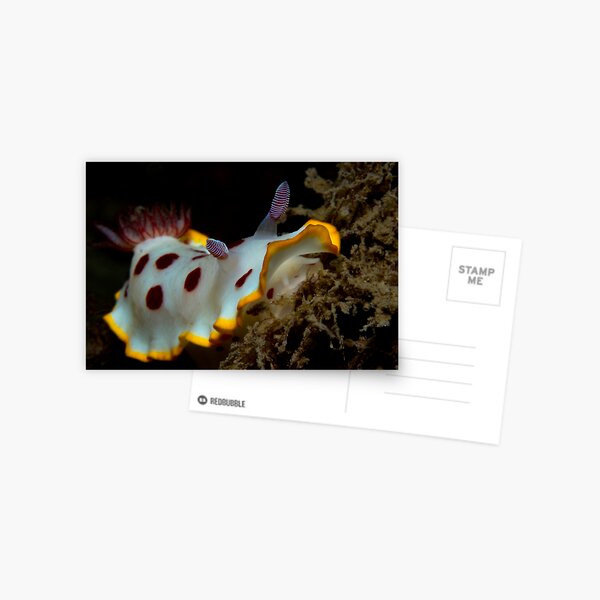 Fly Point Strawberry and Cream Nudi Postcard