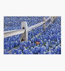 Texas Bluebonnets surround an Indian Paintbrush Photographic Print