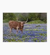 Texas Longhorn in a field of Bluebonnets Photographic Print