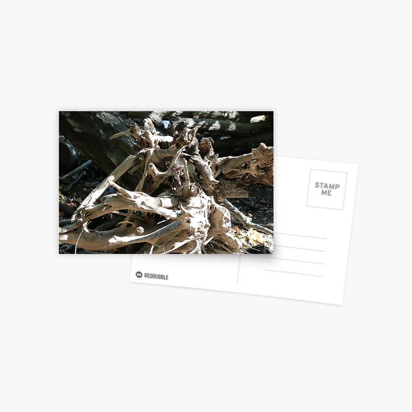 Drift Wood Postcard