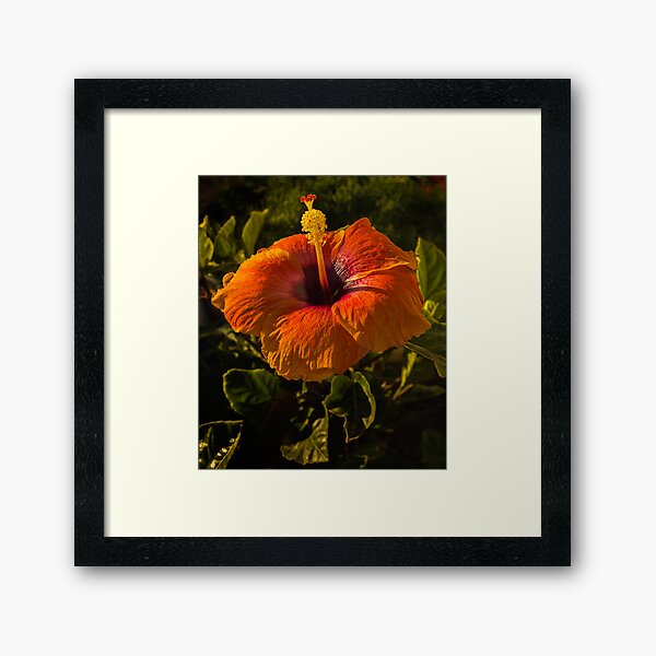 Hibiscus 1a Framed Art Print