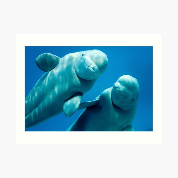 Beluga Whales Art Print
