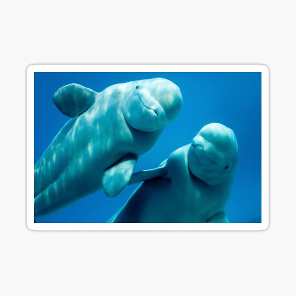 Beluga Whales Sticker For Sale By Jenniferstuber Redbubble 