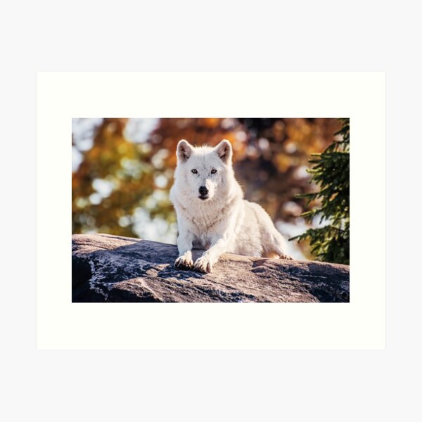 Blanca Arctic Wolf Snow in My Pocket 